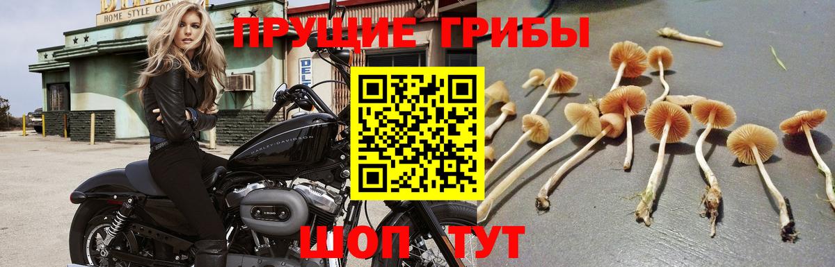 Псилоцибиновые грибы MAGIC MUSHROOMS  Вход с VPN  купить наркоту  Канаш  Псилоцибиновые грибы GOLDEN TEACHER 